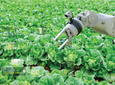 Crop monitoring
